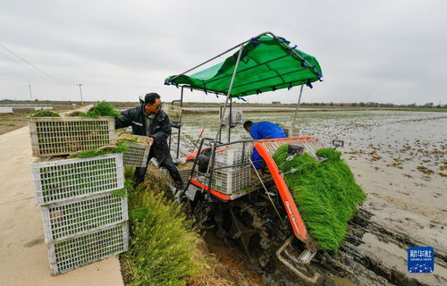 天津小站稻插秧季啟幕 農業種植技術革新驅動綠色高質量發展